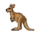 kangaroo